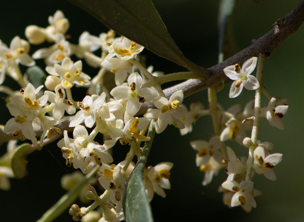 Blüten